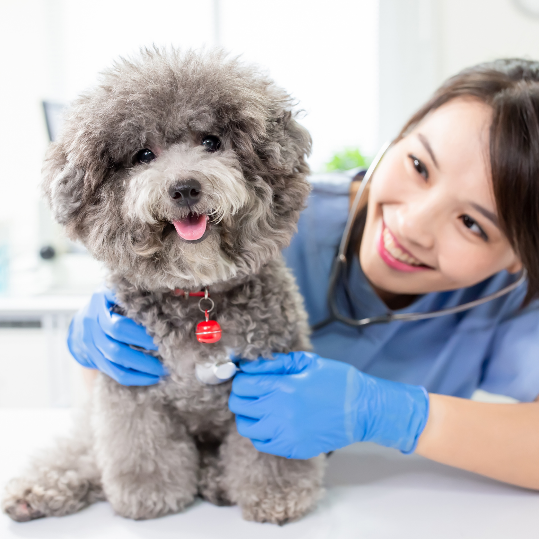 寵物醫(yī)院空氣凈化器租賃 寵物醫(yī)院空氣凈化器租賃